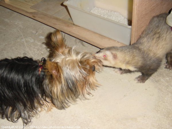 Photo de Furet