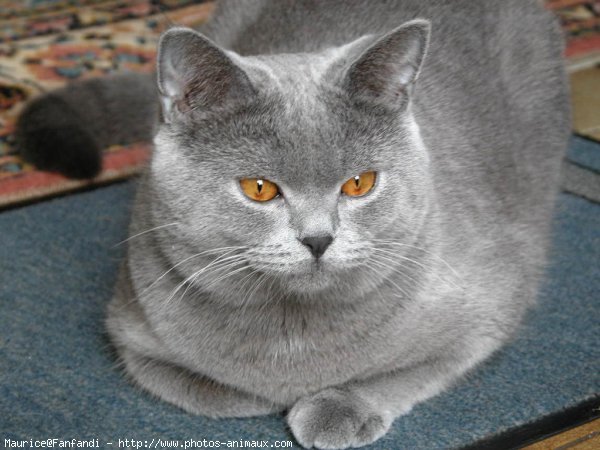 Photo de British shorthair