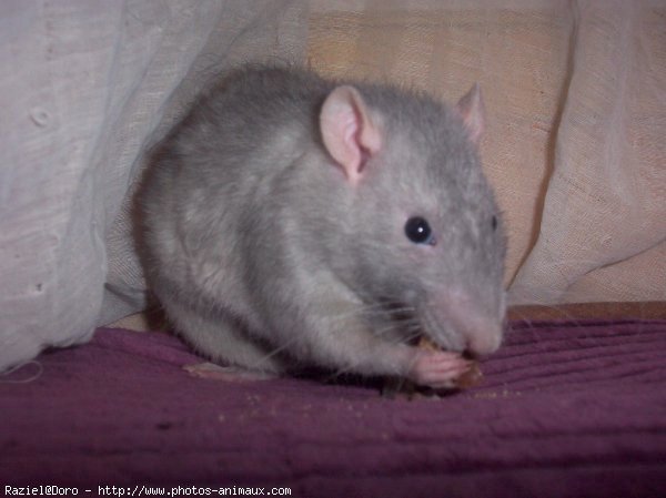 Photo de Rat