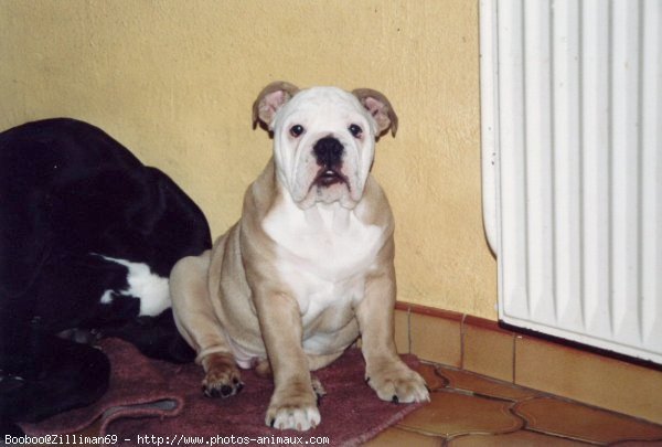 Photo de Bulldog