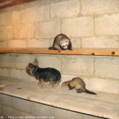 Photo de Furet