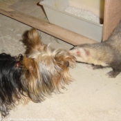 Photo de Furet