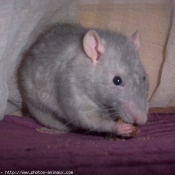 Photo de Rat