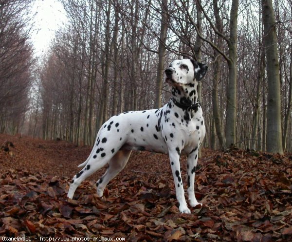 Photo de Dalmatien