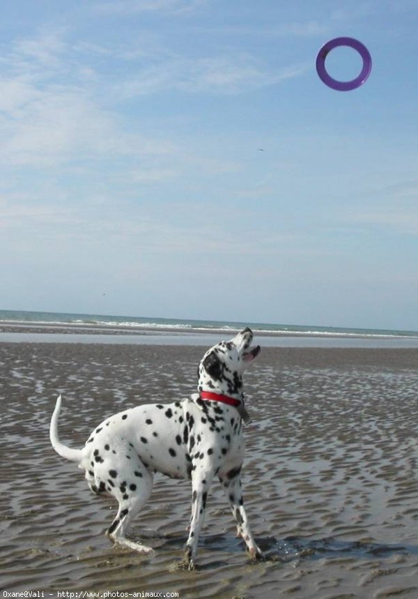 Photo de Dalmatien