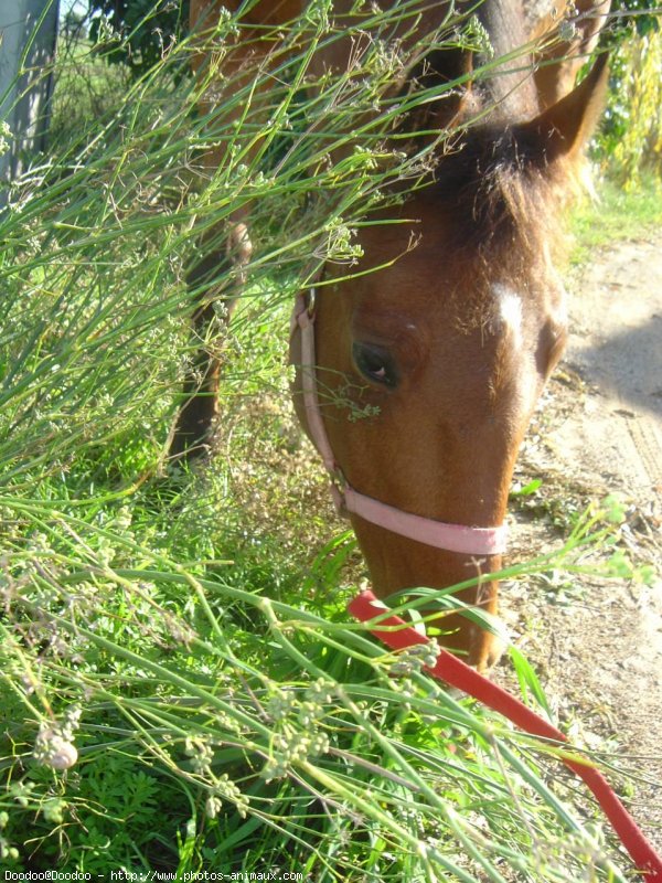 Photo de Trotteur franais