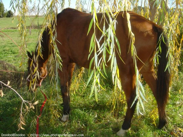 Photo de Trotteur franais