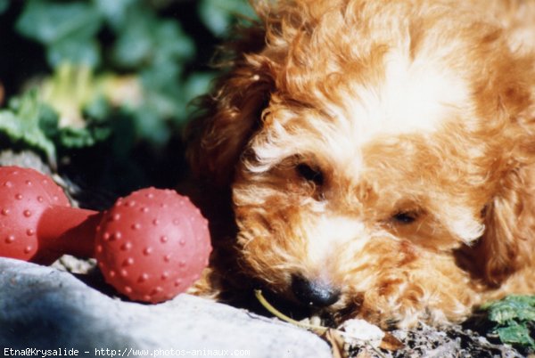 Photo de Caniche moyen