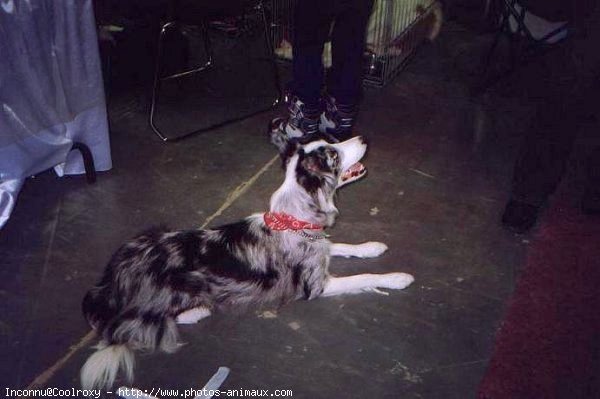 Photo de Border collie