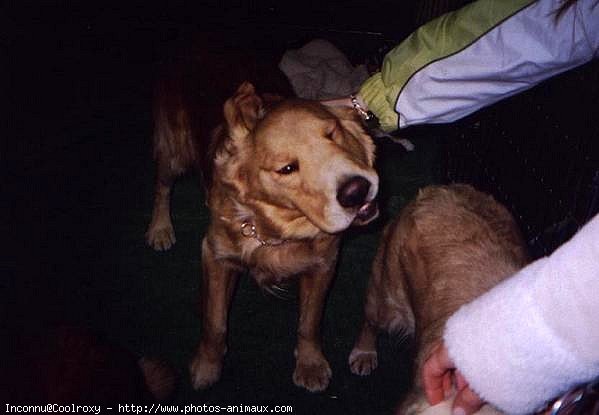 Photo de Golden retriever