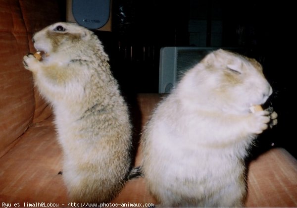 Photo de Chien de prairie