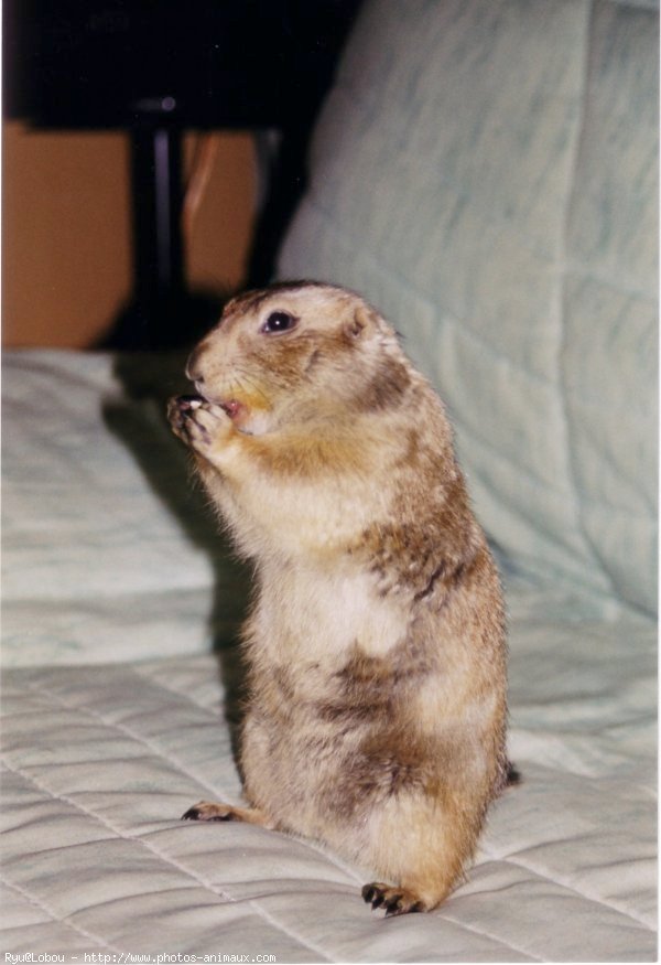 Photo de Chien de prairie