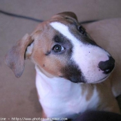 Photo de Bull terrier miniature