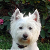 Photo de West highland white terrier