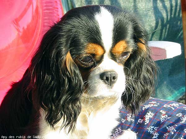 Photo de Cavalier king charles spaniel