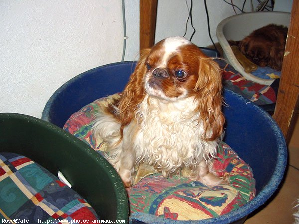 Photo de King charles spaniel