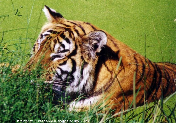 Photo de Tigre