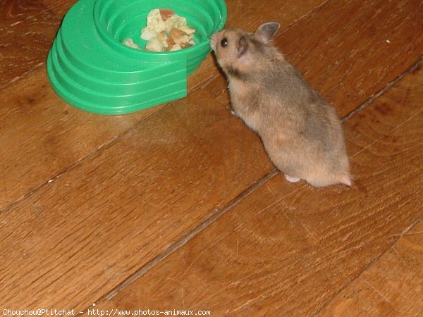 Photo de Hamster