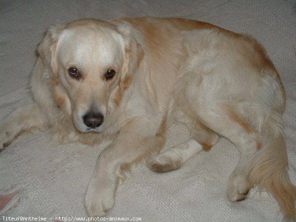 Photo de Golden retriever