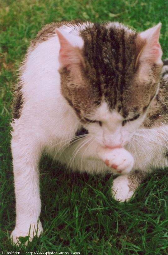 Photo de Chat domestique