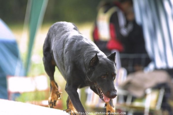 Photo de Berger de beauce