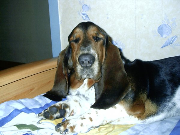 Photo de Basset hound