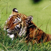 Photo de Tigre