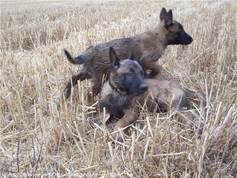 Photo de Berger belge malinois