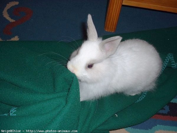 Photo de Lapin