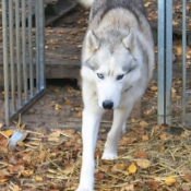 Photo de Husky siberien