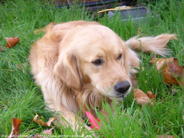 Photo de Golden retriever