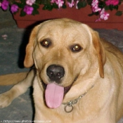 Photo de Labrador retriever