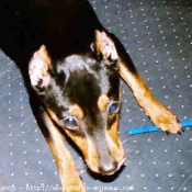 Photo de Pinscher nain