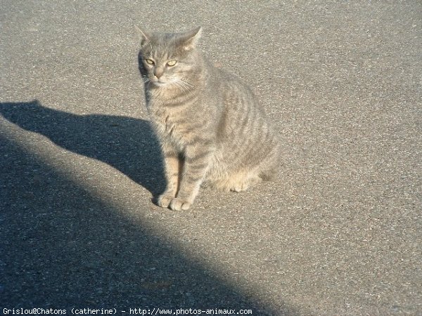 Photo de Chat domestique