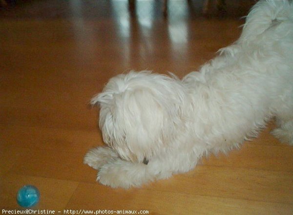 Photo de Bichon maltais