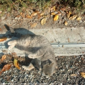 Photo de Chat domestique