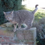 Photo de Chat domestique