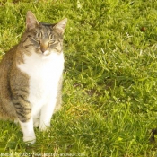 Photo de Chat domestique