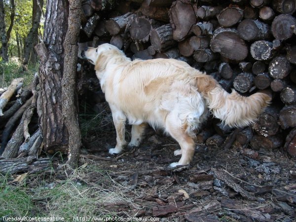 Photo de Golden retriever