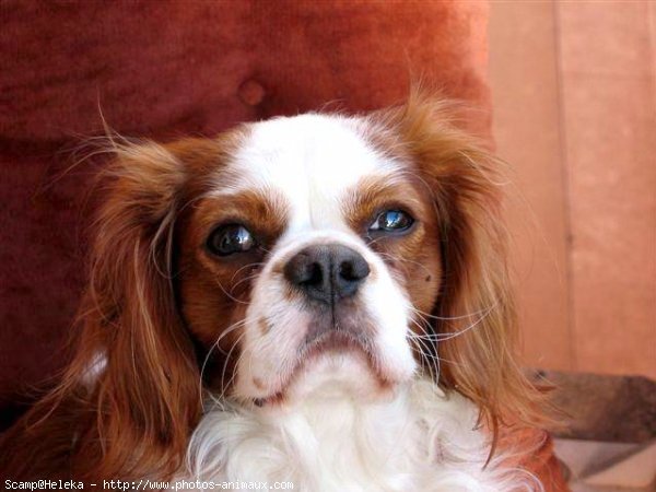 Photo de Cavalier king charles spaniel