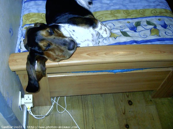 Photo de Basset hound