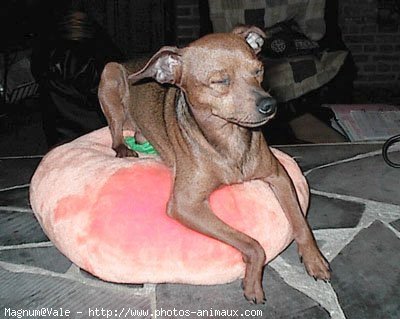 Photo de Pinscher nain