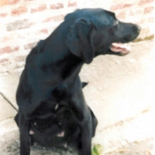 Photo de Labrador retriever