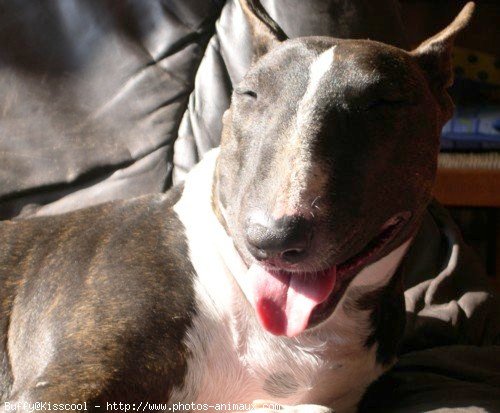 Photo de Bull terrier miniature