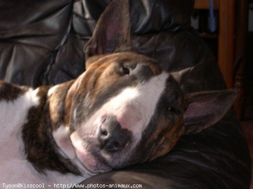 Photo de Bull terrier miniature