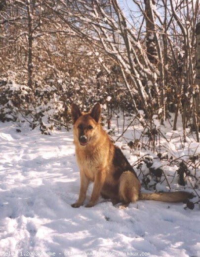 Photo de Berger allemand  poil court