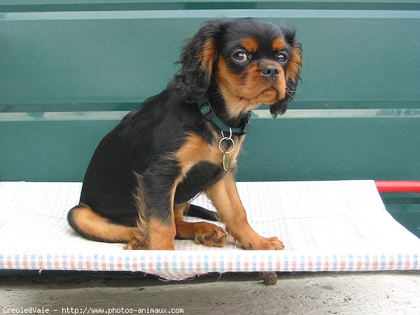 Photo de Cavalier king charles spaniel