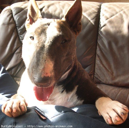 Photo de Bull terrier miniature