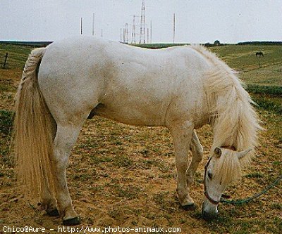 Photo de Camargue