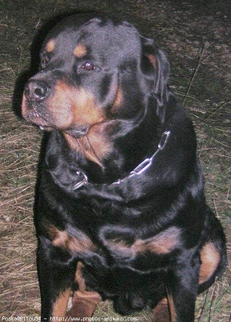 Photo de Rottweiler